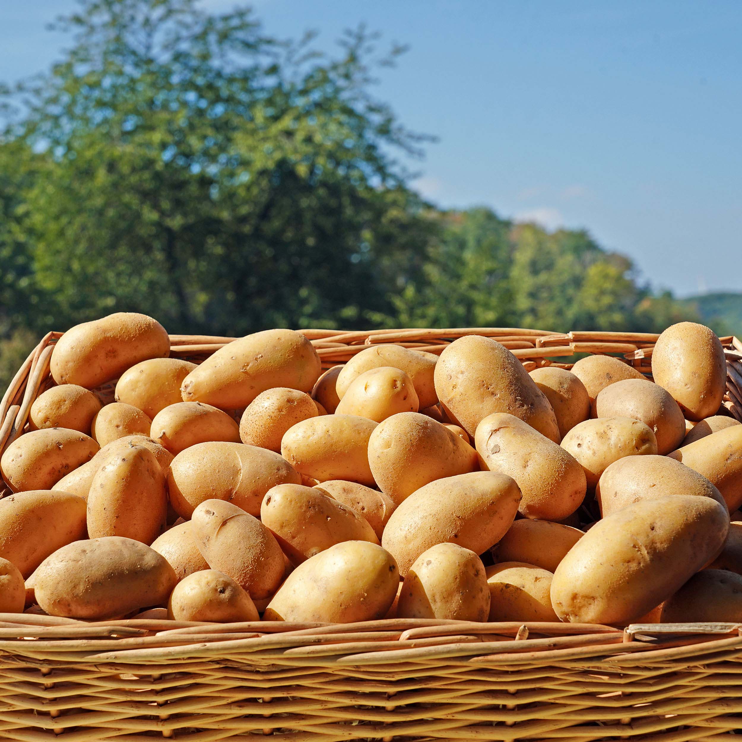 Festkochende Bio-Kartoffeln direkt vom Feld