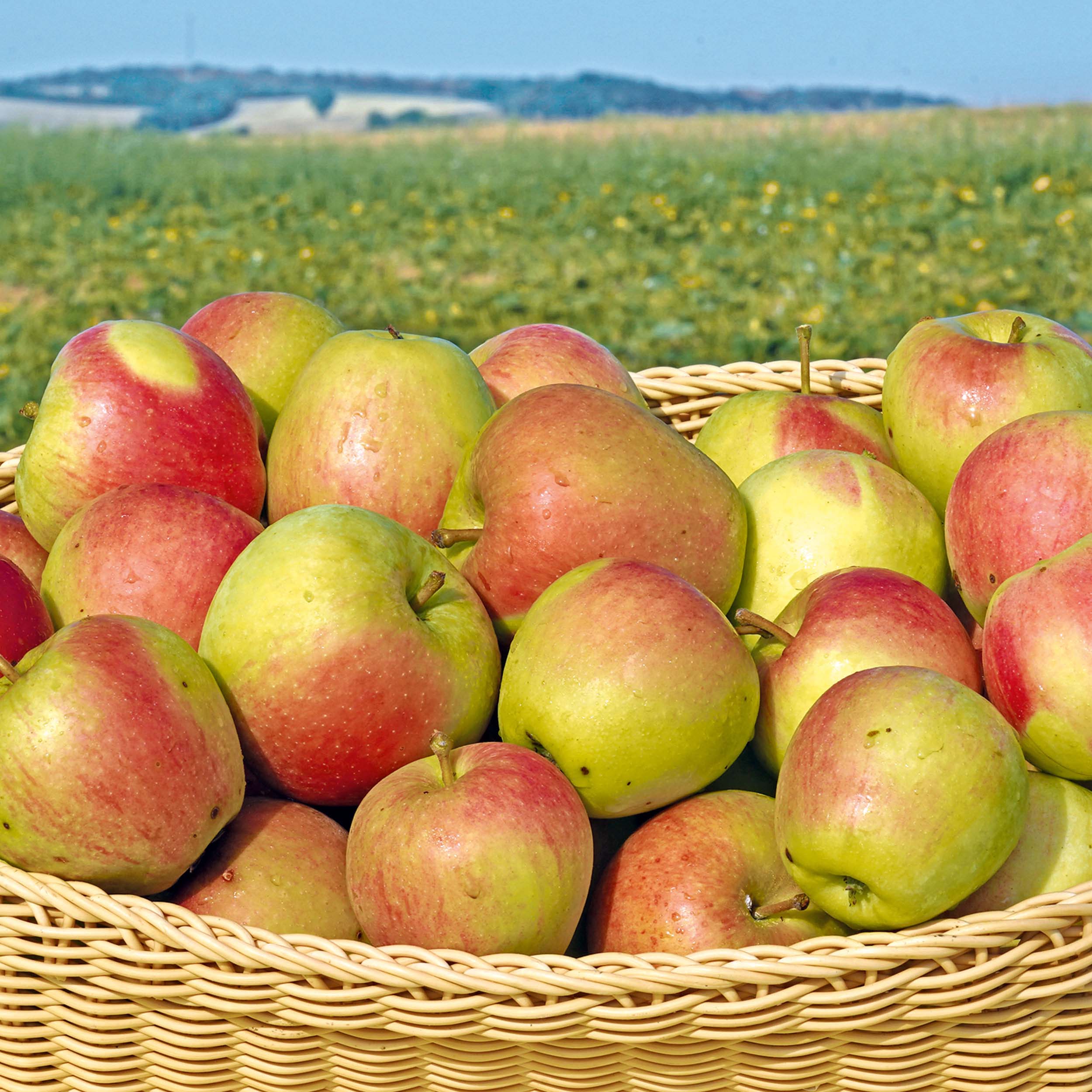 Frische Pirella-Äpfel aus ökologischem Anbau