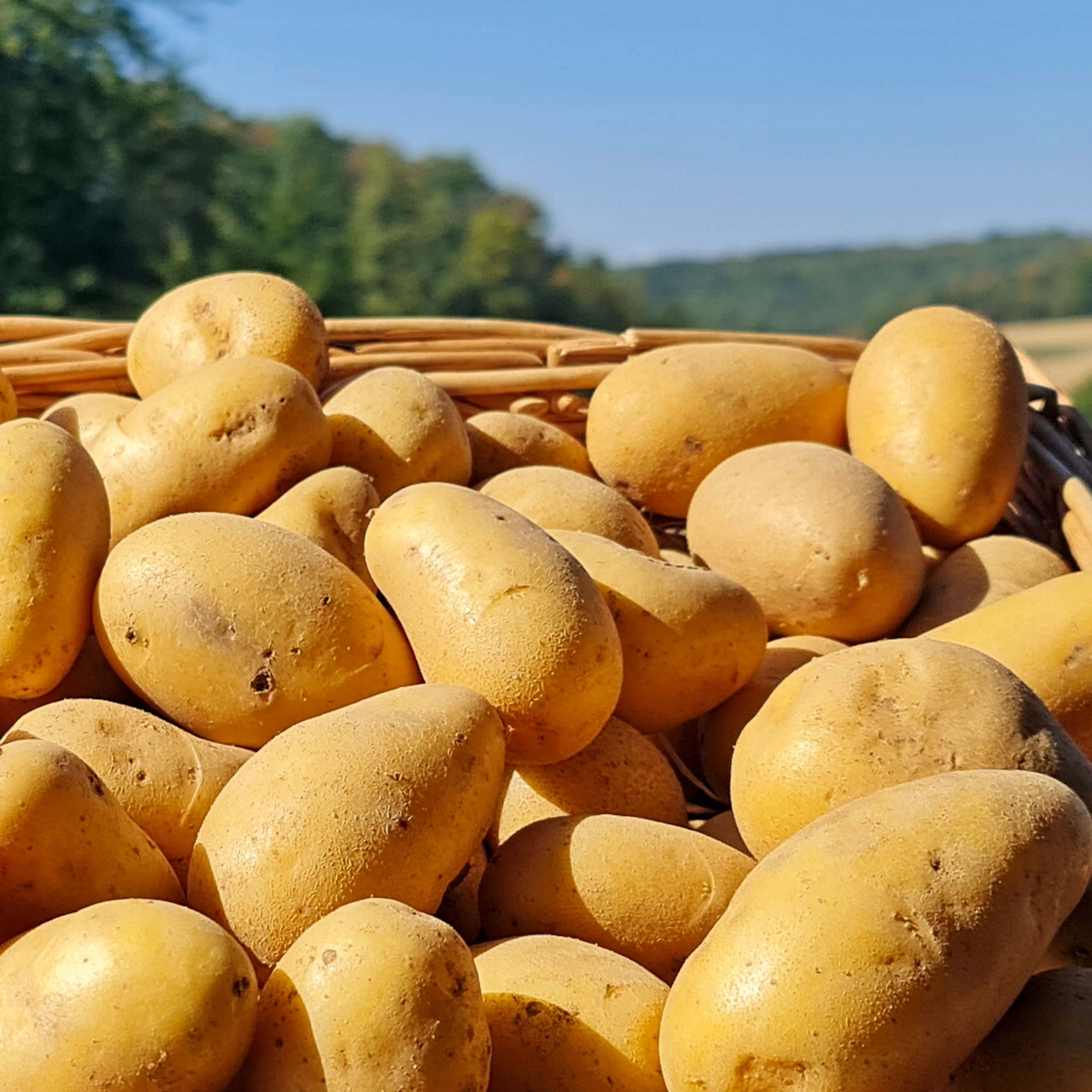Festkochende Kartoffeln aus ökologischem Anbau